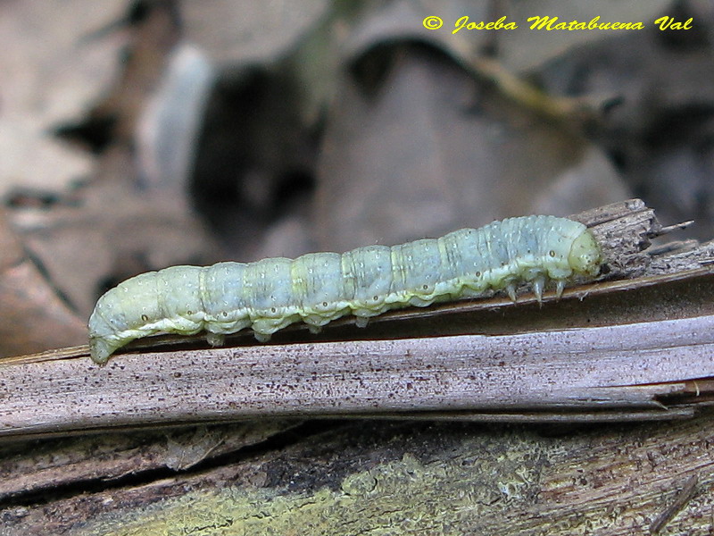 Bruco da Id - Noctuidae